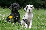 DOGUE ALLEMAND 386